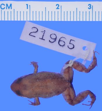 Media type: image; Herpetology A-21965